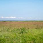Weitläufiges Grasland mit Blick auf Wasser und Horizont unter blauem Himmel mit weißen Wolken.