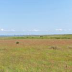Weites Grasland mit Blick auf Wasser und entfernte Industrieanlagen unter blauem Himmel.