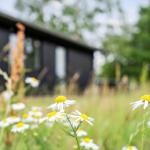 Dahinter liegt ein modernes Haus inmitten einer grünen Wiese mit Blumen.