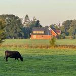 Eine Kuh weidet auf einem grünen Feld. Im Hintergrund steht ein rotes Haus mit Dach.