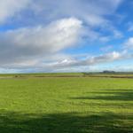 Weites grünes Feld unter blauem Himmel mit weißen Wolken und vereinzelten Bäumen.
