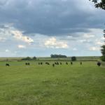 Grünes Feld mit schwarzem Rindvieh unter bewölktem Himmel