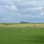 Weitläufiges Grünland unter bewölktem Himmel mit Bäumen im Hintergrund und einem kahlen Ast rechts oben.