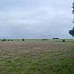 Weitläufiges Grasland mit Kühen und Bäumen unter bewölktem Himmel.