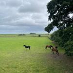 Vier Pferde grasen in einem grünen Feld unter bewölktem Himmel.