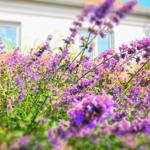 Garten Impressionen