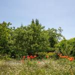 Garten mit Blumen und Bäumen unter blauem Himmel.