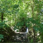Ein Bach fließt durch einen dichten Wald mit grünen Bäumen.