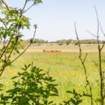 Pasture with cows in the distance, viewed through greenery and trees.