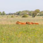 Peaceful meadow with cows and flowering fields in the background