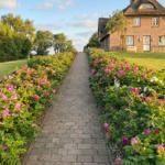 Pflasterweg durch Rosenbeete führt zu einem Backsteinhaus mit Dachgauben.