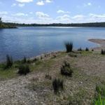 Lake shore with slope, grass, and shrubs. Forest and power lines in the background.