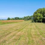 Green field with mowed stripes, trees, and clear sky