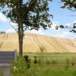 Ein Baum steht vor einem goldenen Feld unter blauem Himmel.