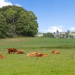 Peaceful pasture with brown cows, green grass, and windmill in the background.