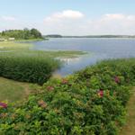 A lake with shoreline, grassy areas, and flowering bushes in the foreground.
