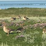 freche Möwe der Südspitze