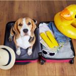 Ein Beagle sitzt in einem geöffneten Koffer neben einem gelben Schwimmring und Reiseutensilien.