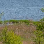 Blick auf einen See mit Grasland und Bäumen im Vordergrund.