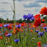 Roter und blauer Blumenfeld unter bewölktem Himmel