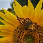 Schmetterling auf Sonnenblume im Freien