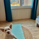 Ein weißer Hund steht auf einer Yogamatte vor einem Fenster mit Blick auf Wohnhäuser und Wasser.