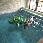 Pool mit grünem Schildkröten- und braunem Krokodil-Schwimmreifen