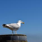 A seagull stands on a wooden post against a blue sky.