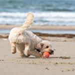 A dog plays with an orange ball on the beach.