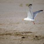 A seagull flies over a sandy beach.