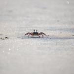 A small crab crawls across fine sand at the coast.