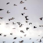 A large flock of ducks flies against a cloudy sky.