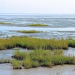 Water area with grass islands and birds in the background