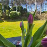 Lila Tulpen auf Tisch mit Blick auf grünen Garten und Wald.
