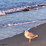 Möwe am Strand