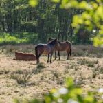 Five horses graze or rest in a sunny field with forest in the background.