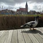 Ente am Steg