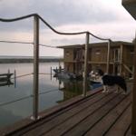 Hund auf dem Oberdeck