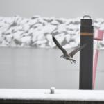 Eine Möwe fliegt über einen schneebedeckten Kai mit einem schwarzen Pfosten und einem rosa Leuchtturm.
