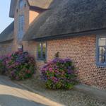 Haus mit Strohdach und roten Ziegelsteinen, vorne Blumenbeete mit lila und rosa Hortensien.