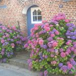 Haus mit Backsteinfassade und blauer Tür. Vorne Blumensträucher mit rosa und lila Hortensien.
