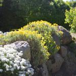 Steinmauer mit gelben und weißen Blumen im Garten