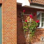 Red brick house with green door and red roses on the wall.