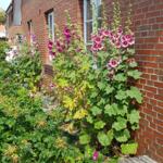 Red brick building with flower beds and pink hollyhocks against the wall.