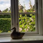 A duck sits on the windowsill. Outside, pink hollyhocks are blooming.