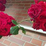 Red roses bloom on a white trellis against a brick wall.