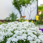 Blumen im Außenbereich