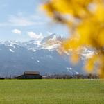 Grünes Feld mit Blick auf schneebedeckte Berge und gelbe Blätter im Vordergrund.