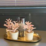 Three plants in pots on a golden tray in front of a window with blinds.