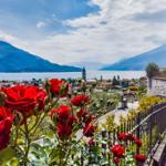 Rote Rosen blühen vor einem Blick auf See und Berge.